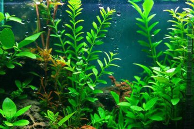 Un acuario tropical educativo muestra plantas vibrantes