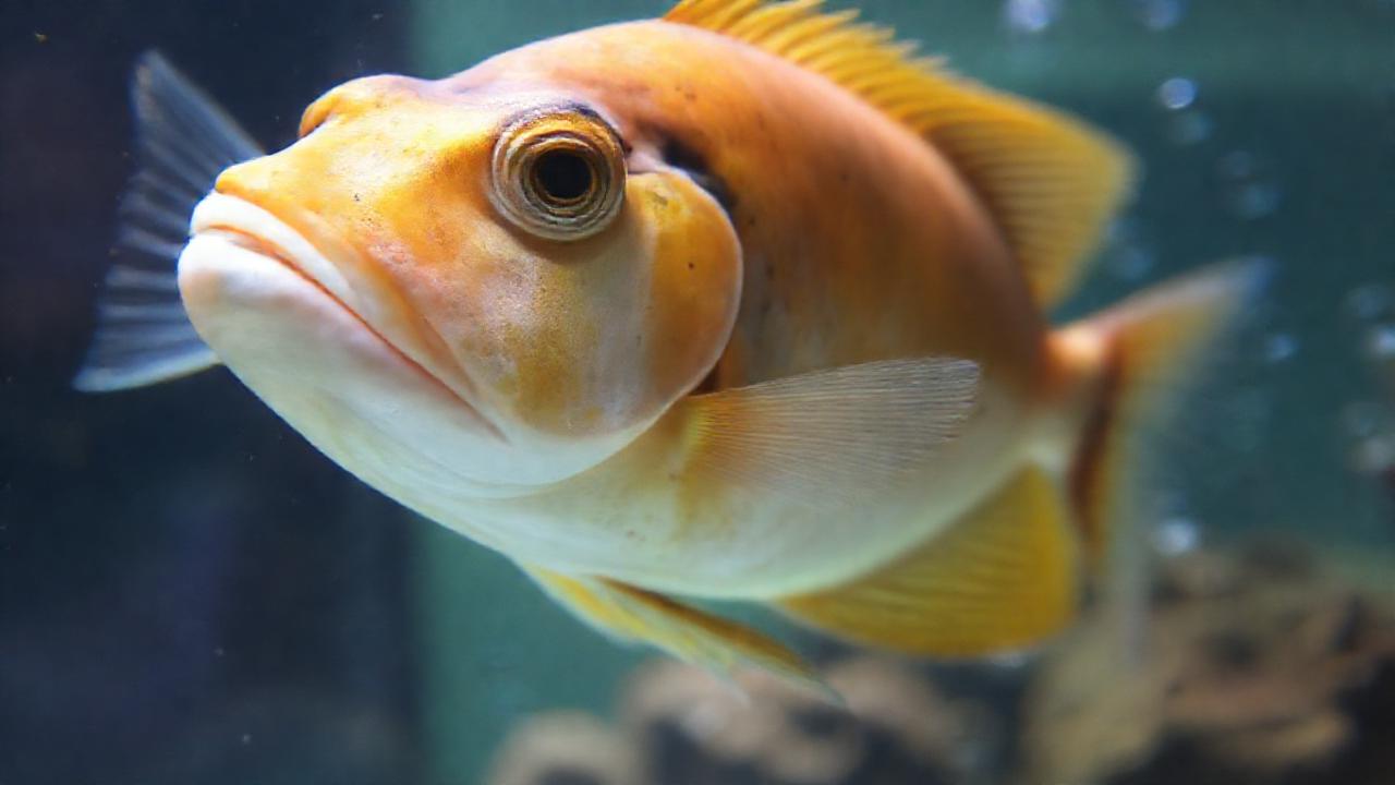 El pez tropical muestra signos de estrés