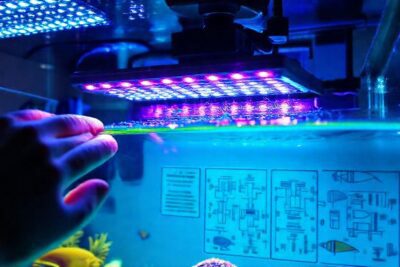Crea un acuario colorido con luz profesional