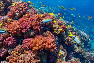 Arrecife de coral: vida vibrante y protegida
