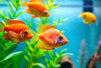Un acuario tropical es bello y tranquilo