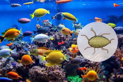 Un acuario tropical ilustra parásitos científicos