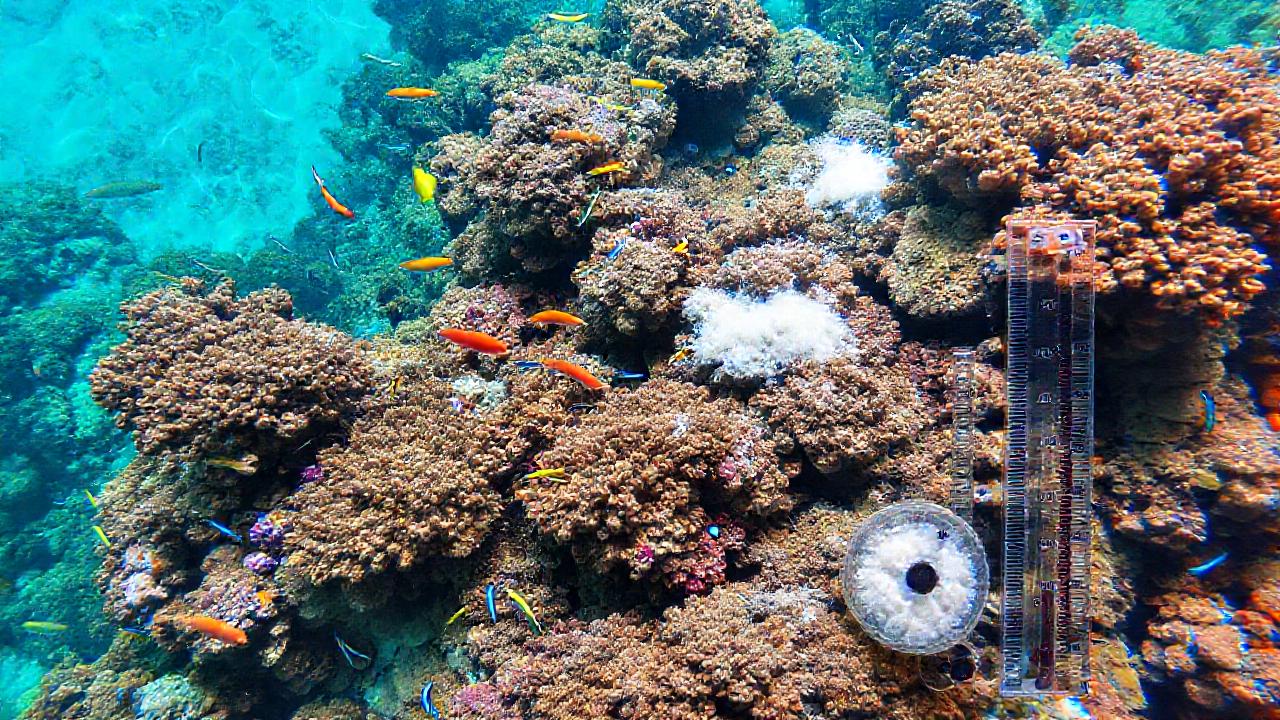 Arrecife de coral: un acuario vibrante y científico
