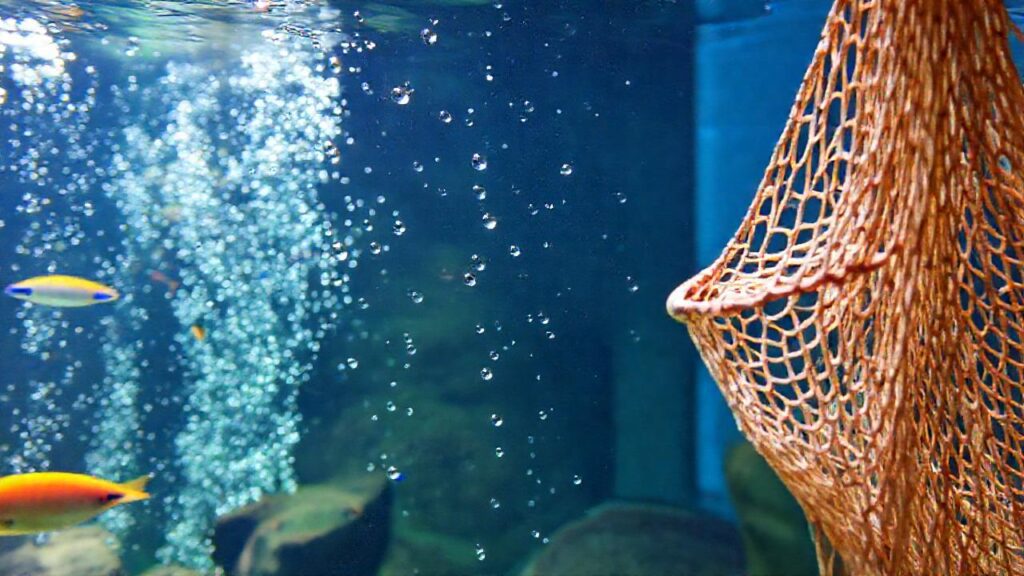 Un acuario colorido y tranquilo es bello