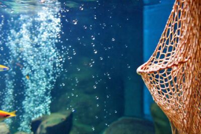 Un acuario colorido y tranquilo es bello