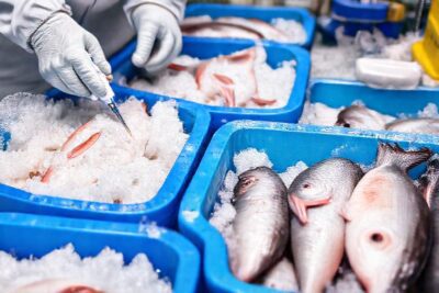 El pescado congelado se mantiene saludable y fresco