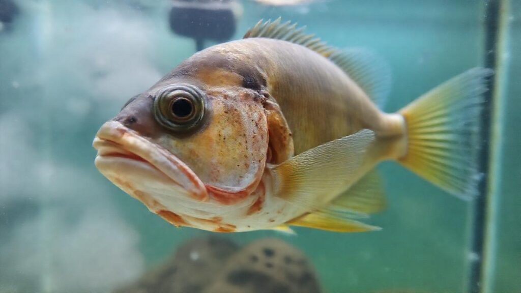Pez enfermo en acuario necesita atención