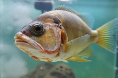 Pez enfermo en acuario necesita atención