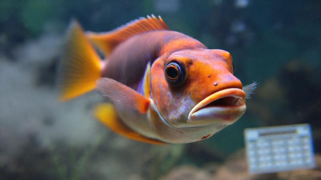 Pez enfermo en acuario problemático