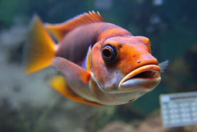 Pez enfermo en acuario problemático