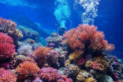 Un acuario de coral muestra vida