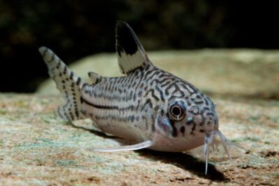 pez corydoras