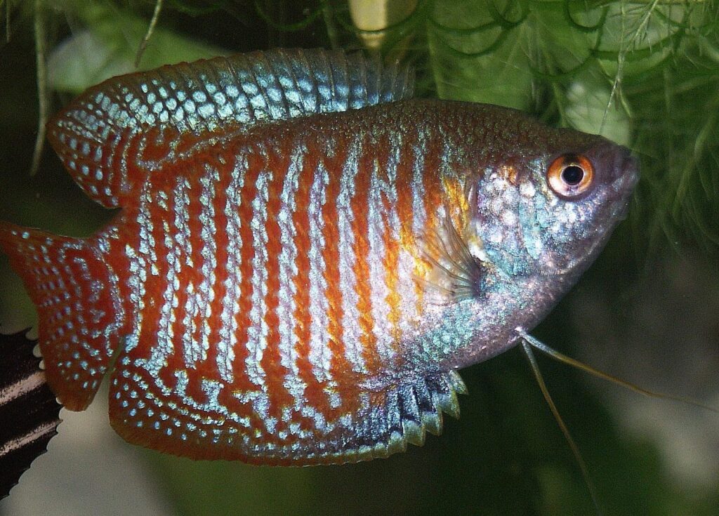 pez gourami