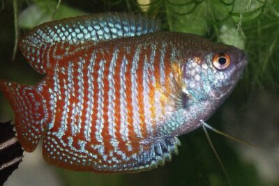 pez gourami