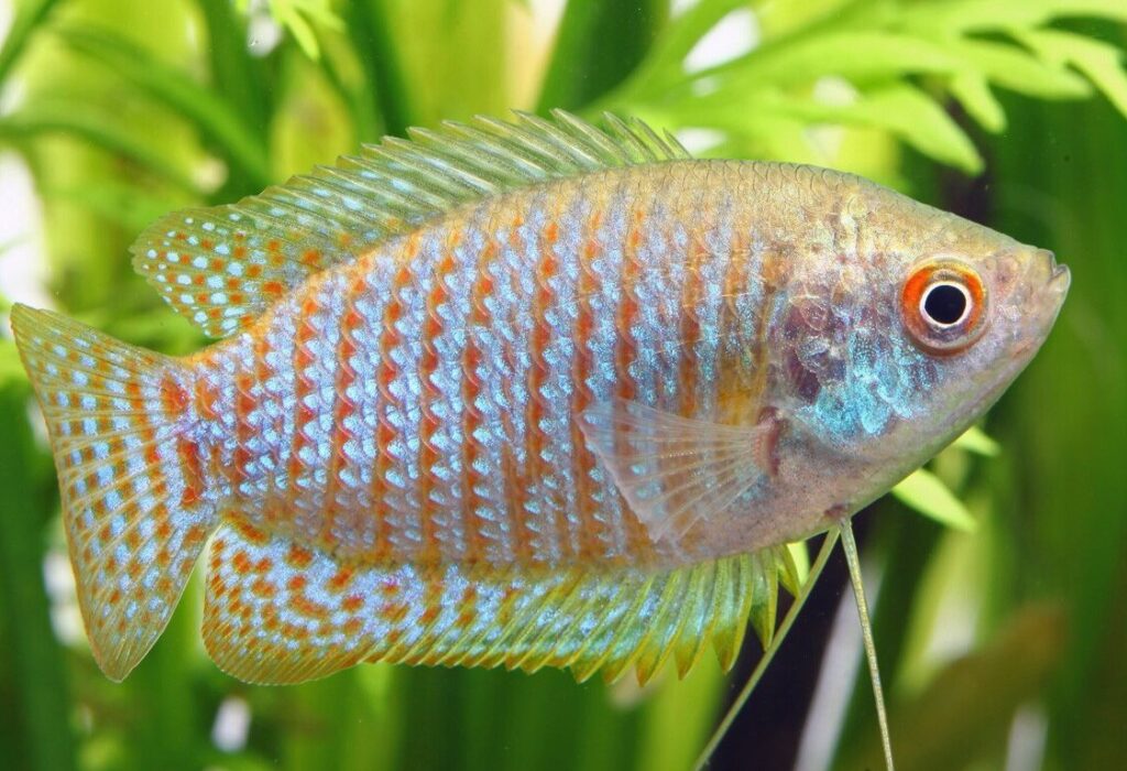 pez gourami