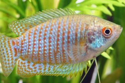 pez gourami