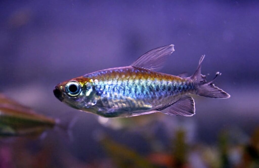 pez tetra del congo