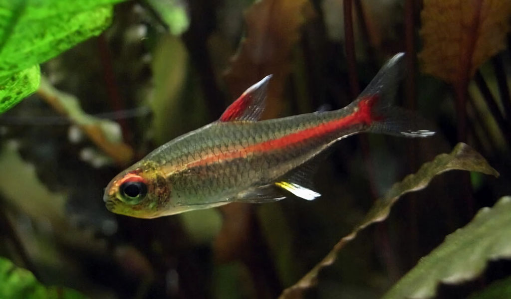 tetra de cola roja